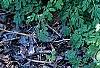 Pseudofumaria alba subsp. acaulis, habit