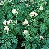 Pseudofumaria alba subsp. acaulis, habit