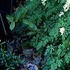 Pseudofumaria alba subsp. acaulis, habit