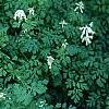 Pseudofumaria alba subsp. acaulis, habit