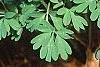 Corydalis solida, habit