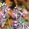 Corydalis solida, habit