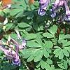Corydalis solida, habit