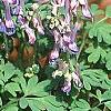 Corydalis solida, habit
