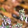 Corydalis solida, habit