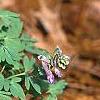Corydalis solida, habit