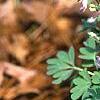 Corydalis solida, habit