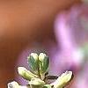 Corydalis solida, flowers