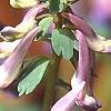 Corydalis solida, flowers