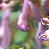 Corydalis solida, flowers