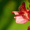 Corydalis solida 'George P. Baker', flowers