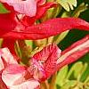 Corydalis solida 'George P. Baker', flowers