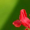 Corydalis solida 'George P. Baker', flowers