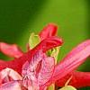 Corydalis solida 'George P. Baker', flowers