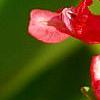 Corydalis solida 'George P. Baker', flowers
