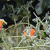 Glacium flavum, habit