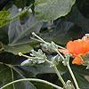 Glacium flavum, habit