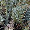 Glacium flavum, habit