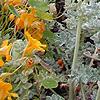 Glacium flavum, habit