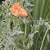 Glacium flavum, habit