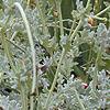 Glacium flavum, habit