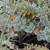 Glacium flavum, habit