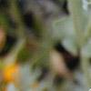 Glacium flavum, flowers