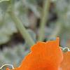 Glacium flavum, flowers
