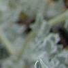 Glacium flavum, flowers