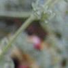 Glacium flavum, flowers
