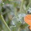 Glacium flavum, flowers