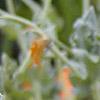 Glacium flavum, flowers