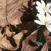 Sanguinaria canadensis, habit