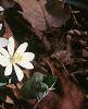 Sanguinaria canadensis, habit