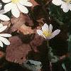 Sanguinaria canadensis, habit