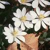 Sanguinaria canadensis, habit