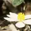 Sanguinaria canadensis, habit