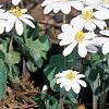 Sanguinaria canadensis, habit