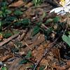 Sanguinaria canadensis, habit