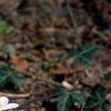 Sanguinaria canadensis, habit