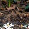 Sanguinaria canadensis, habit