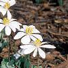 Sanguinaria canadensis, habit