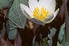 Sanguinaria canadensis, habit