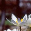 Sanguinaria canadensis, habit