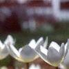 Sanguinaria canadensis, habit