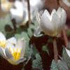 Sanguinaria canadensis, habit