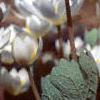 Sanguinaria canadensis, habit