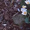 Sanguinaria canadensis, habit