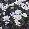 Sanguinaria canadensis, habit