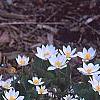 Sanguinaria canadensis, habit